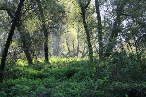 forest tree nature