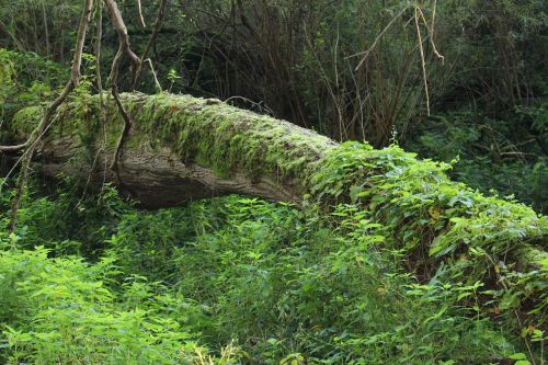 forest log overturned