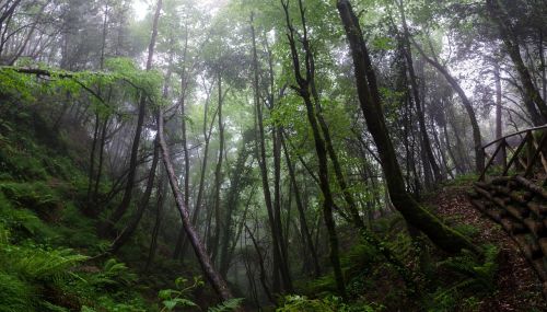 forest landscape mist