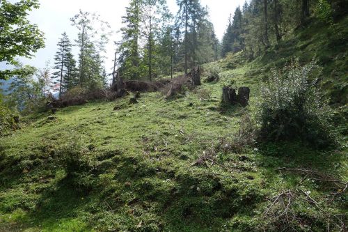 forest tree stump moss