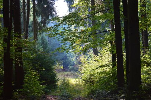 forest trees leaves