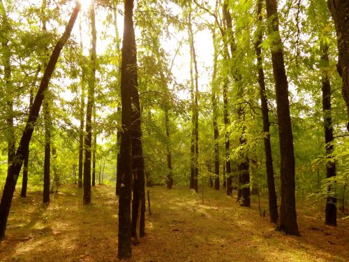 forest autumn leaves