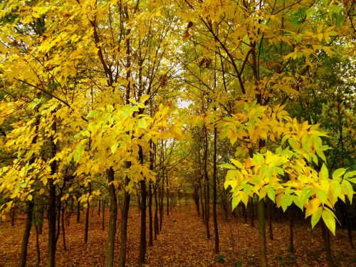 forest autumn leaves