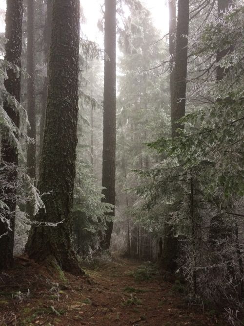 forest trail fog