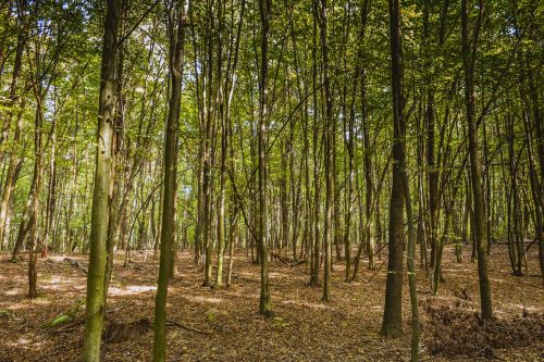 forest a dense forest spring