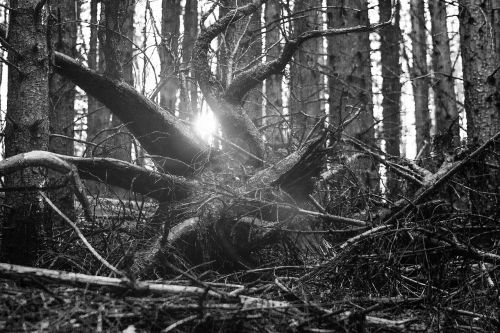 forest root light