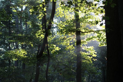 forest sunshine incidence of light