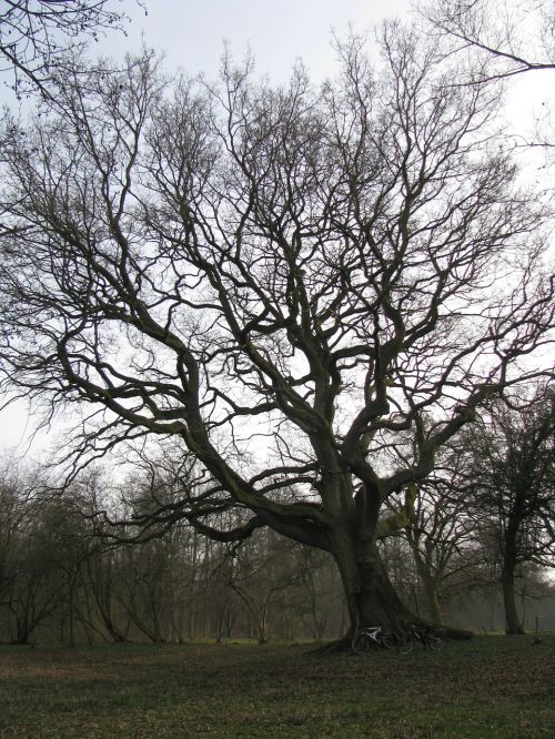 forest tree back light