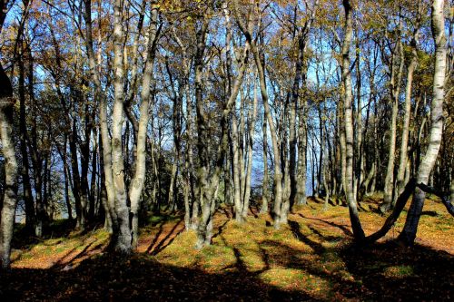 forest autumn trees