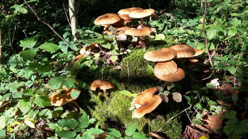 forest mushroom tree