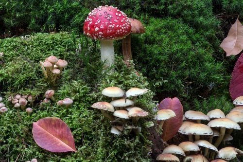forest moss mushrooms