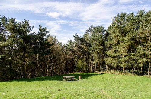 Forest And Meadow