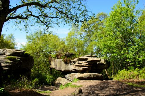 Forest And Rocks