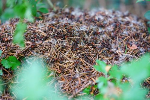 forest ant hill wood ants formica polyctena