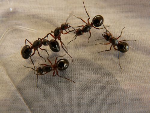 forest ant queens ants wood ants