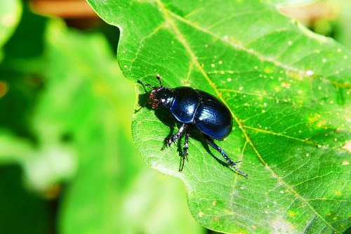 forest beetle  insect  the beetles