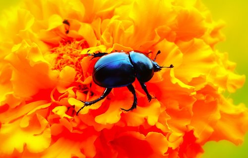 forest beetle  insect  flower