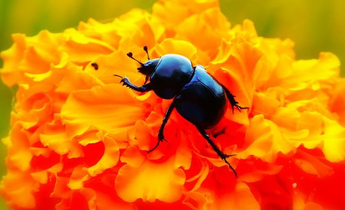 forest beetle  insect  flower