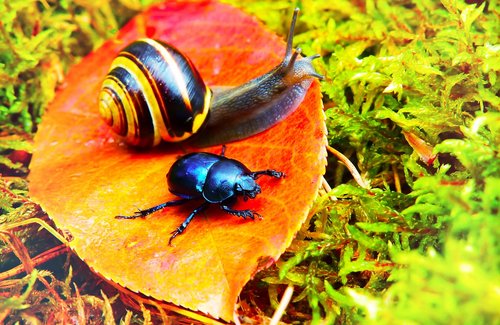 forest beetle  insect  snail
