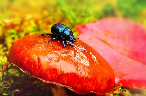 forest beetle  the beetles  mushroom