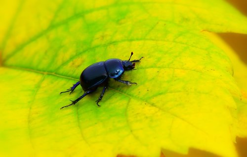 forest beetle  the beetle  leaf