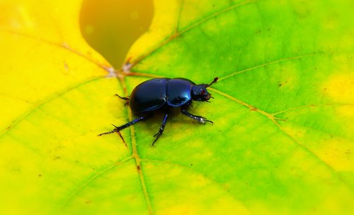 forest beetle  the beetle  leaf