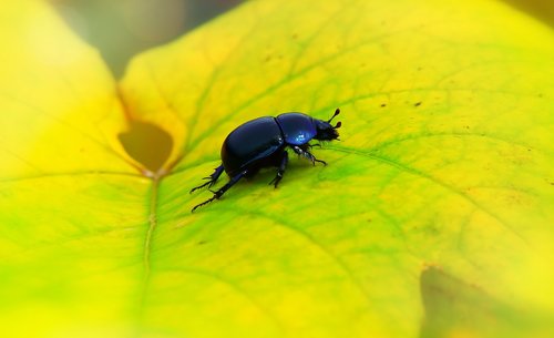 forest beetle  the beetle  leaf