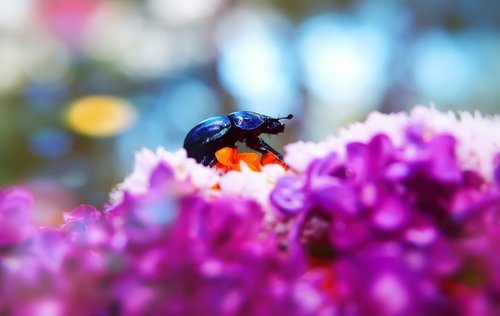 forest beetle  the beetle  flower