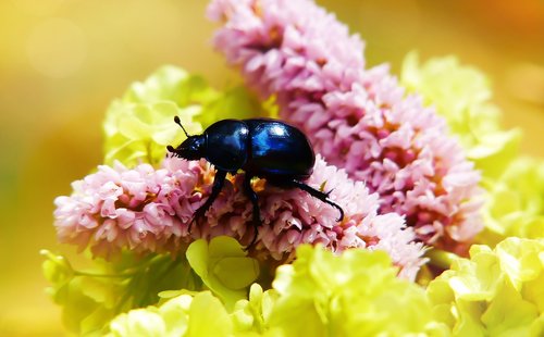 forest beetle  the beetle  flower