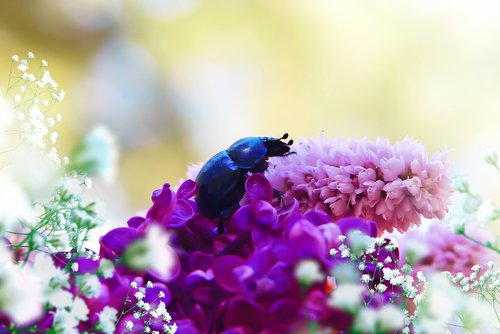 forest beetle  the beetle  flowers