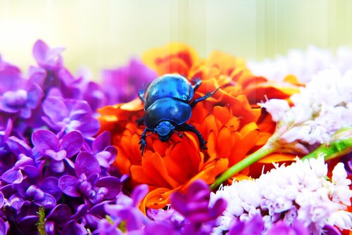 forest beetle  the beetle  flowers