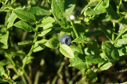 forest blueberry forest leaves