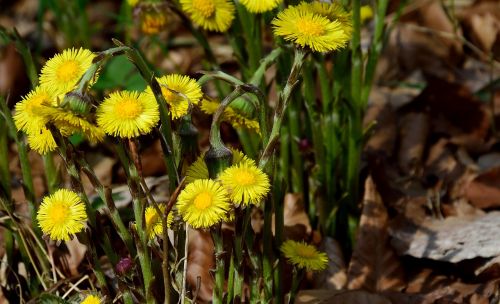 forest dandelion blossom bloom