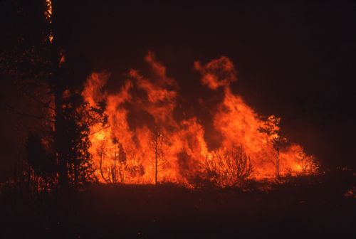 Forest Fire