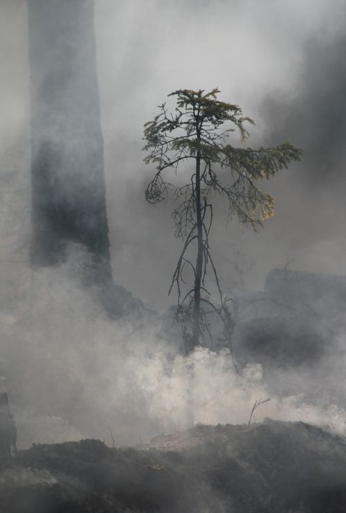 forest fire conservation burning for conservation