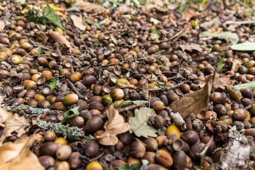 forest floor acorns forest fruits