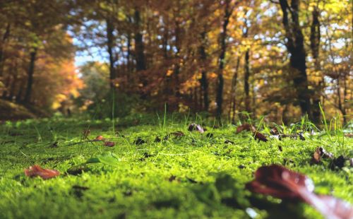 forest floor moss forest