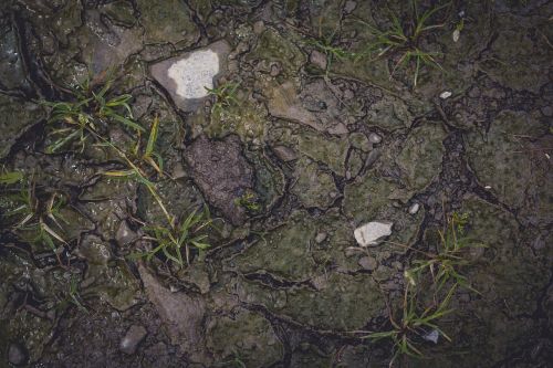 forest floor forest nature