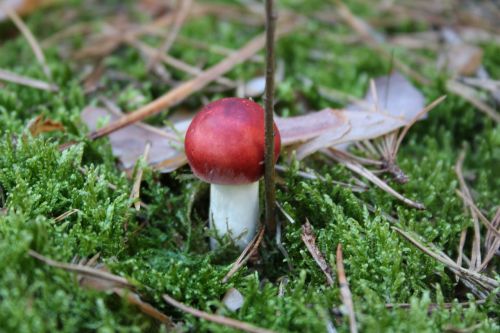 forest floor moss mushroom