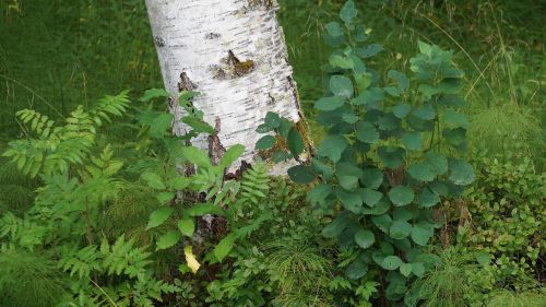 forest floor diversity vegetation