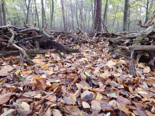 forest floor leaves undergrowth