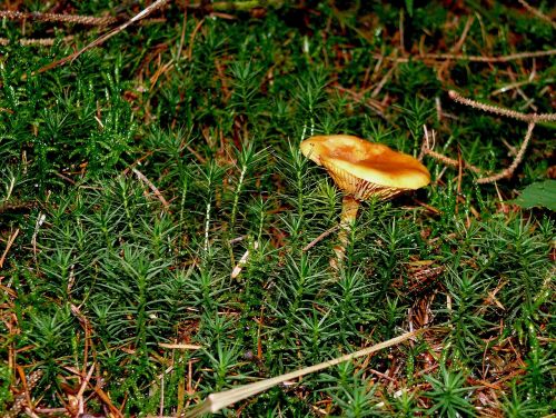 forest floor mushroom moss