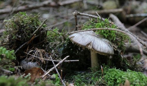 forest floor mushrooms moss