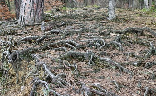 forest floor root overgrown