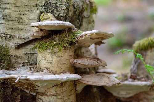 forest floor  birch  mushroom