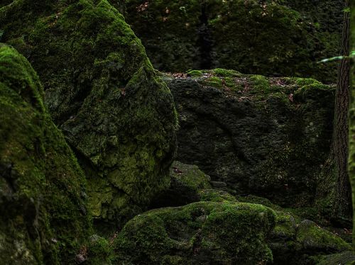 forest floor moss forest