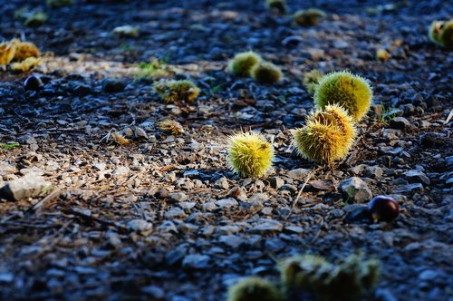 forest floor  chestnut  prickly