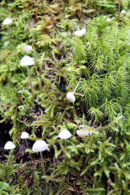 forest floor  moose  mushrooms