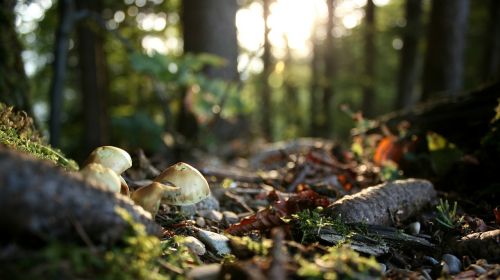 forest floor autumn mood autumn