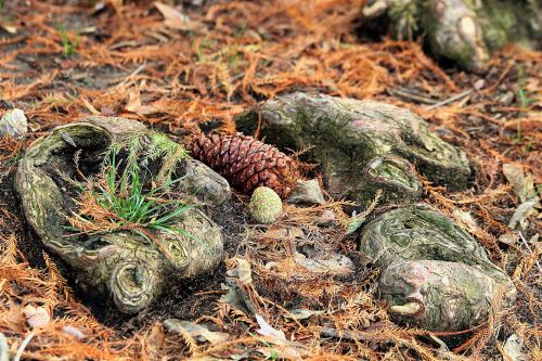 Forest Floor In Fall